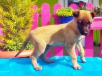 Belçika Kurdu Yavru