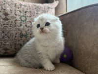 Wcf Kayıtlı Scottish Fold Shorthair - Seçkin Ailelere Özel