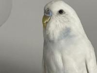 Muhabbet Kuşu Çift