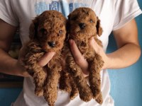 Toy poodle köpeğimiz