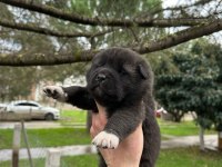 Amerikan Akita Safkan Yavrular