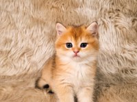 British Shorthair Harika Yavrular