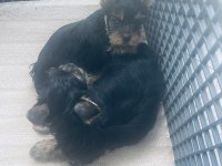 Safkan Yorkshire 2 Erkek