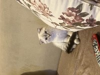 3 Aylık Scottish Fold