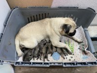 Pug Annelik Tecrübeli Dişi