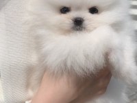 Ayı Surat Pomeranian Yavruları