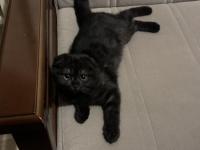 6 Aylık Black Smoke Scottish Fold