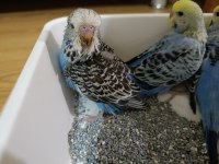 Muhabbet Kuşu Jumbo Yavru