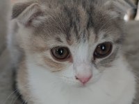 Scottish Fold Kedimiz Sahibini Arıyor