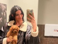 Toy poodle yavru köpekler