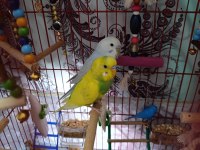 Kuşlar Vakit Ayıramadığımdan Dolayı Sahiplendirilecektir