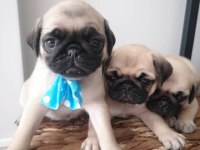 Namı Değer Pug Köpekler Rıfkı