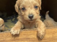 2 Aylık Poodle Yavrular İzmir