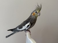 Sultan papağanı sahiplendirilecek