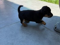 2 Tane Minyatür Pinscher 0 Numara