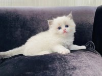 Ragdoll Safkan Anne Babadan A Kalite Yavrular