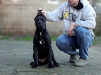 Şecereli Full Aşılı Cane Corso Yavruları