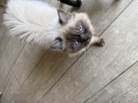 Sevecen Ve Uysal Can Kedilere Sıcak Yuva