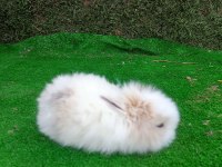 Hollanda Teddy Lop Tavşan Yavrularımız İçin Ulaşın