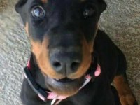 Sağlık Ve Irk Garantili Doberman