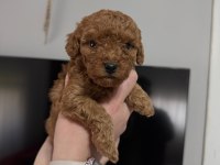 Toy poodle yavrular