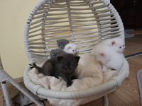 British Bebek British Shorthair Kediler