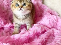 3 Adet Dişi Kedimiz