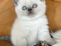 Bebişim blue point british shorthair