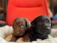 Cana Yakın Labrador Yavrularımız Yeni Sahibine Hazır