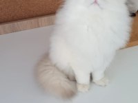 Safkan Anne Ve Babanın Wcf Onaylı British Longhair Yavruları