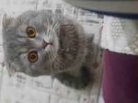 Minik British Yavrumuza Yuva Arıyoruz