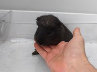 Amerikan Ve Meksikan İki Dişi Ginepig