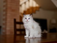 Asil Ragdoll