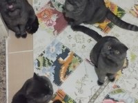 Yetiştirici Olmak İsteyenler İçin Bir Erkek British Bir Dişi Scottish Fold