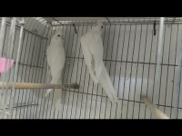 Sultan papağanı takım ve yavrular