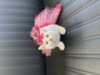 Orjinal Yüz Hatlarına Sahip Ayı Surat Top Kafa British Kedimiz