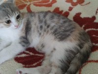 Scottish fold kedimiz sahibini arıyor