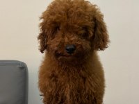 6 Aylık Toy Poodle Köpeği