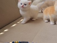 Kaliteli british shorthair kediler