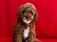 Dark Toy Poodle