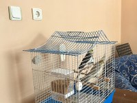 Yumurtlamaya hazır çift sultan papağanı