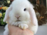 Hollanda lop tavşanı