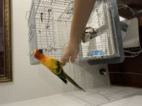 Güneş Konur Papağanımız