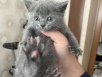 British shorthair kedisi