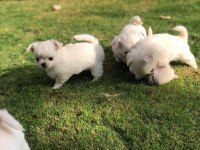 Sevimli Ve Eğitimli Chihuahua Yavru