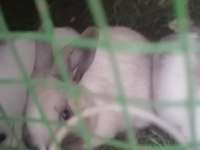 Hollanda cüce tavşanı