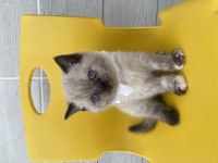 Scottish Fold Kediler