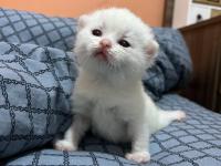 British yavrularımız rezerveye açıktır