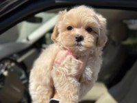 Oyun Arkadaşı Maltipoo Köpeklerimiz