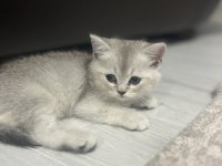 Scottish Ayı Yüzlü Yavru Kediler